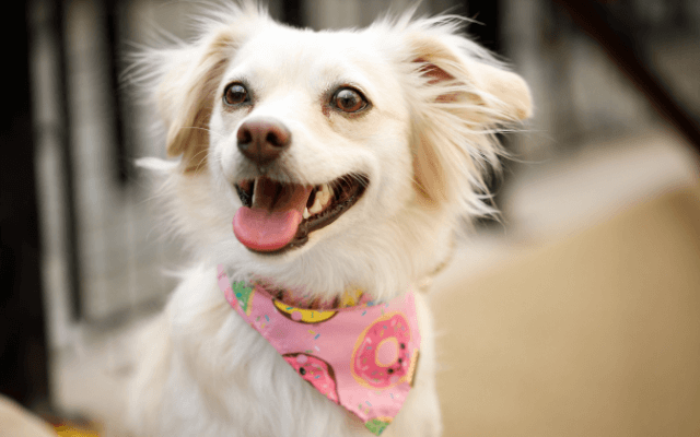 A small dog in pink bandana