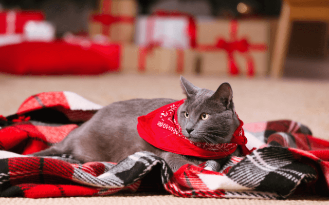 Cute cat wearing a red bandana