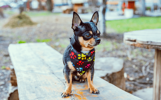 A chihuahua is wearing a black bandana with colorful paw prints.