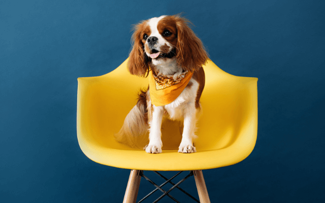 Small dog in a yellow bandana is sitting in a high chair