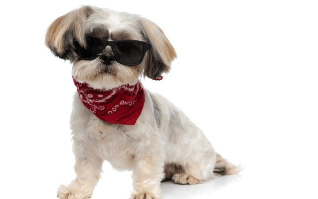 Small dog wearing sunglasses and a red paisley bandana on his neck