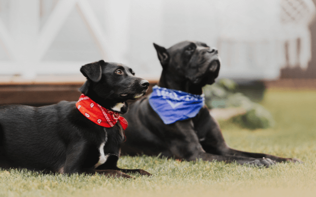 Two black dogs in red and blue bandana lying outdoors